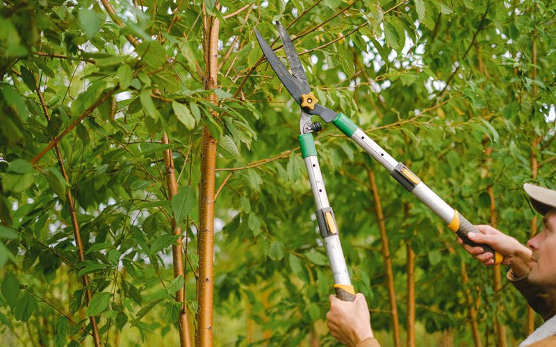 Tree trimming in Caldwell, AR
